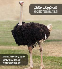 شتر مرغ مولد